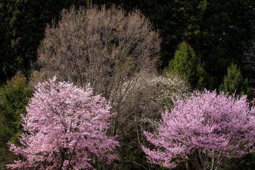 桜と寄り添う木々 桜と寄り添う木々の写真