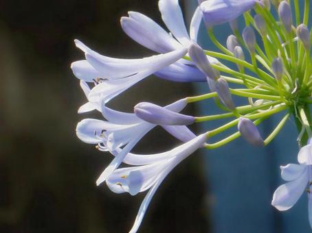 Photo, agapanthus, purple clam, blue, 
