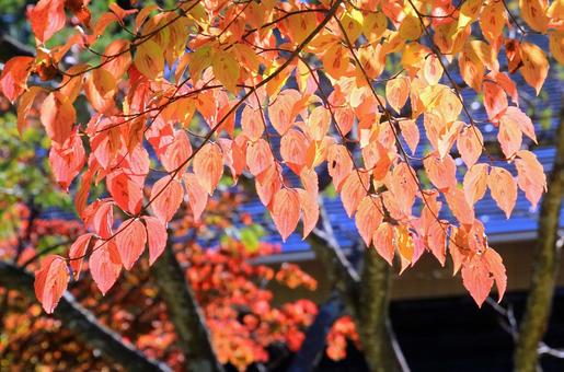 ハナミズキの紅葉 ハナミズキの紅葉の写真