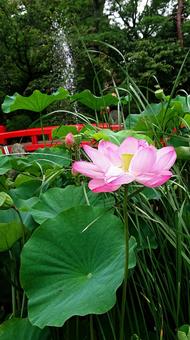 Photo, lotus, flower, plant, 