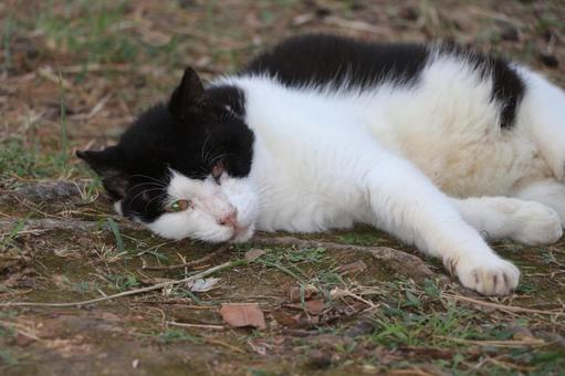 公園ネコ 沖縄県 那覇市 公園ネコ 沖縄県 那覇市 ネコ,にゃんこ,公園ネコの写真素材