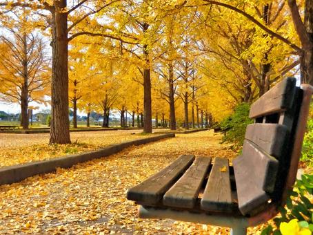 銀杏02：スケッチ風の銀杏とベンチ 秋,銀杏,銀杏並木の写真素材