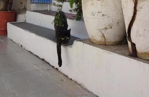 お散歩 さび猫 お散歩 さび猫 猫,動物,植木鉢の写真素材