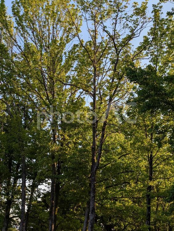 晴れた昼間の木々 木,樹木,自然の写真素材