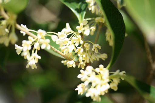 ギンモクセイの写真