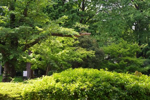 『公園』と『緑』の写真