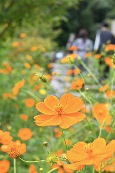 黄花コスモス(秋桜) 黄花コスモス(秋桜) コスモス,秋桜,黄花コスモスの写真素材