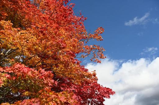 長野県にある蓼科湖畔の紅葉と湖の風景 長野県,蓼科湖,紅葉の写真素材