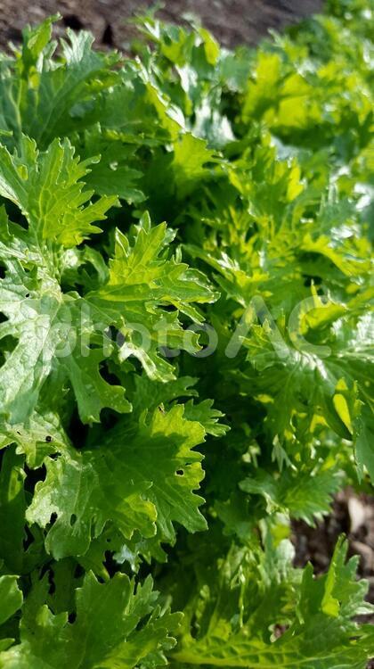 家庭菜園　野菜 葉,何人もありません,自然の写真素材