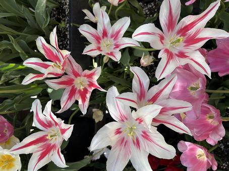 ユリのようなチューリップ ユリのようなチューリップ 花,自然,縦長の写真素材