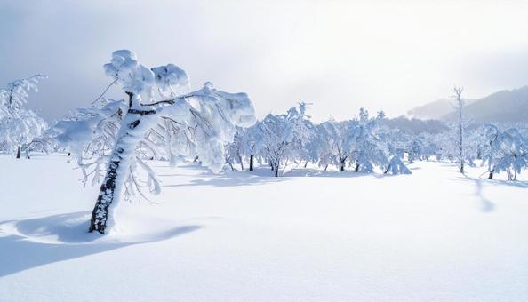 雪に覆われた林 雪に覆われた林の写真