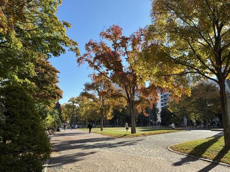 紅葉の10月下旬札幌大通公園西10丁目 紅葉の10月下旬札幌大通公園西10丁目 札幌,北海道,大通公園の写真素材
