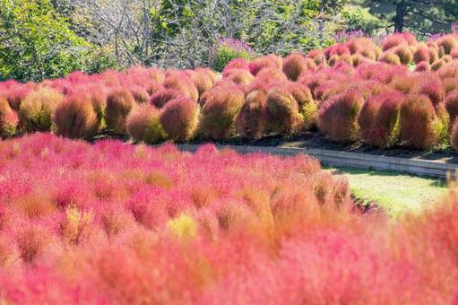 大分県　るるパークのコキアの写真