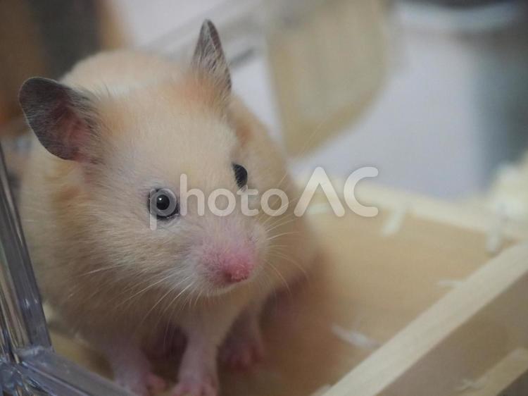 キンクマハムスター　ハムスター ハムスター,動物,小動物の写真素材