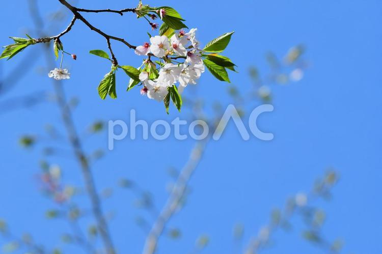 ソメイヨシノの花 ソメイヨシノ,染井吉野,サクラの写真素材