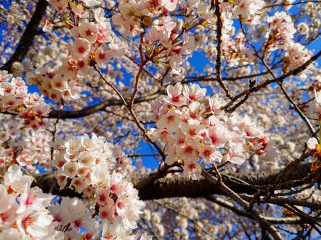 桜 桜の写真
