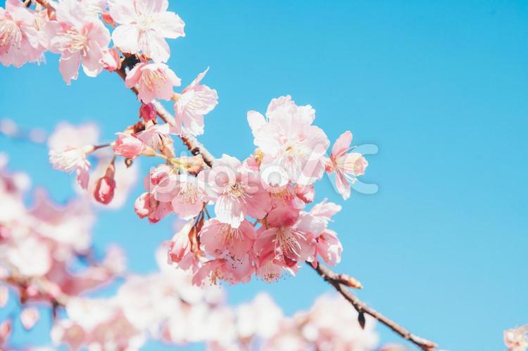 桜　素材　イメージ 桜,サクラ,青空の写真素材