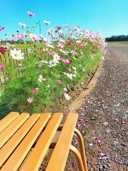 ベンチの秋桜の写真