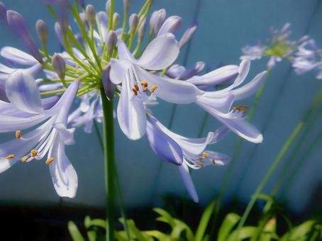 Photo, agapanthus, purple clam, blue, 