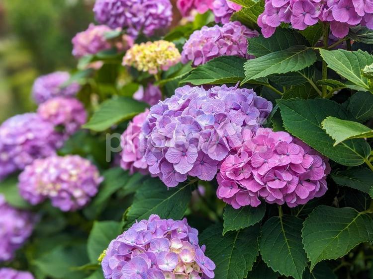 梅雨時のあじさい あじさい,6月,アジサイの写真素材