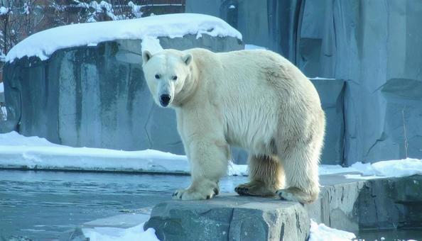 雪の中の白熊 冬のイメージ 雪の中の白熊 冬のイメージの写真
