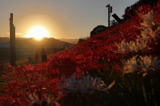 彼岸花と夕陽02 彼岸花と夕陽02の写真