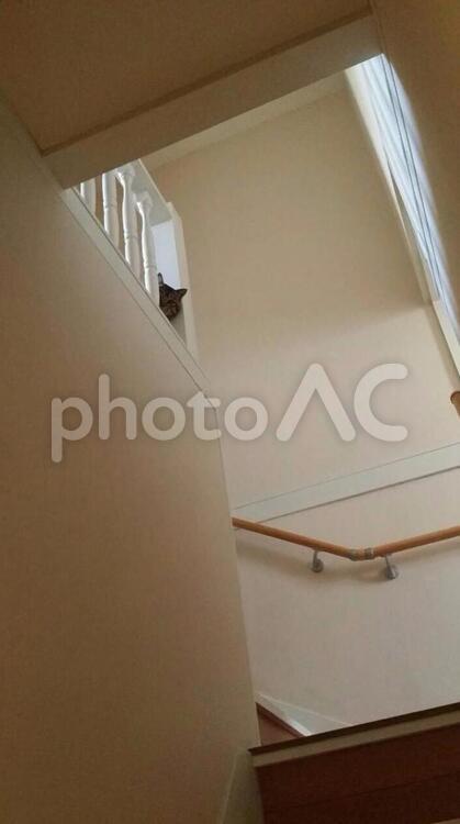 猫と階段 猫,cat,生き物の写真素材
