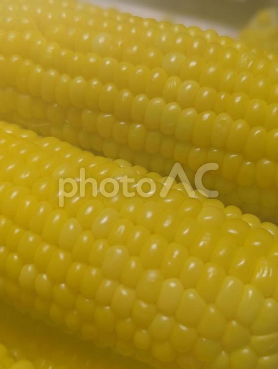 とうもろこし とうもろこし,ツヤ,糖度の写真素材