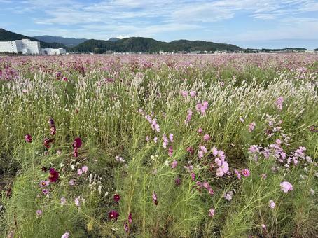 福井県 曇り空と宮ノ下コスモス公苑 福井県 曇り空と宮ノ下コスモス公苑 福井県,宮ノ下コスモス公苑,曇りの写真素材