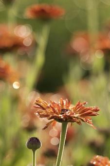 オレンジ色の花 オレンジ色の花の写真