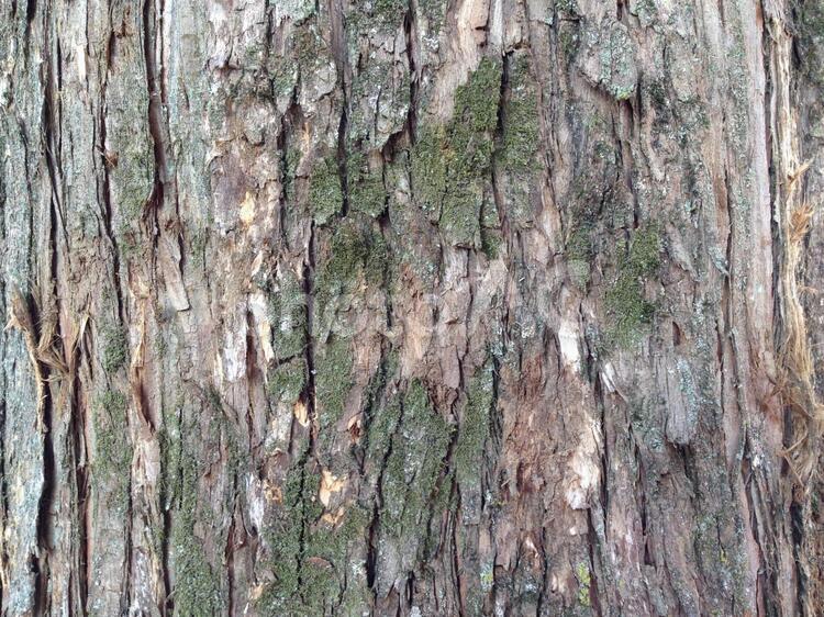メタセコイヤの木の表面 メタセコイヤ,メタセコイア,樹皮の写真素材