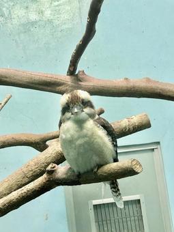 ワライカワセミ ワライカワセミの写真