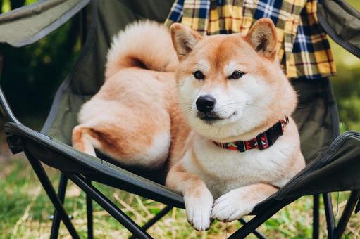 椅子に座る犬　アップ 犬,チェア,柴犬の写真素材