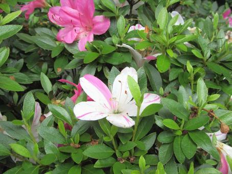 Variegated azalea, JPG Variegated azalea, JPG
