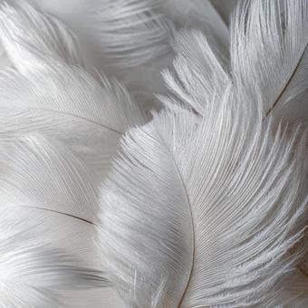 柔らかな羽の質感 抽象的な自然背景の写真