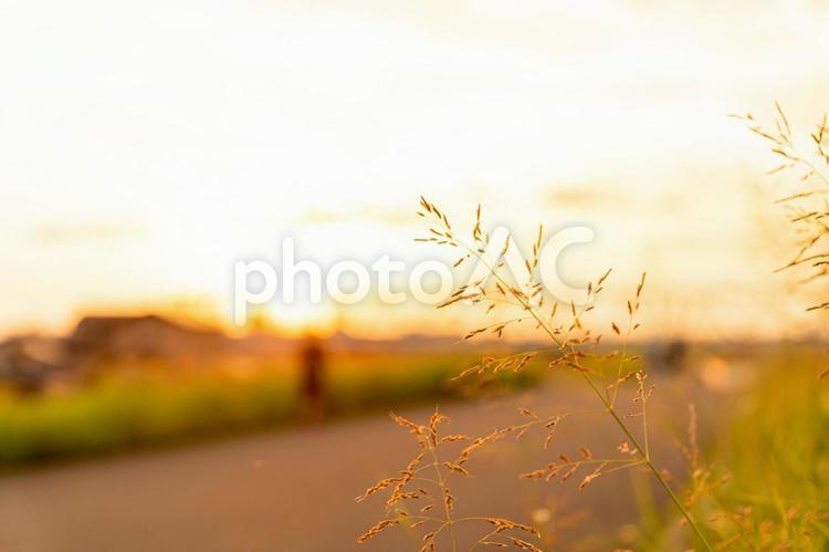 夕暮れの道 自然,風景,夕焼けの写真素材
