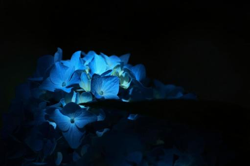 Flower pattern - Hydrangea - Dark image, flower, hydrangea, blue hydrangea, JPG