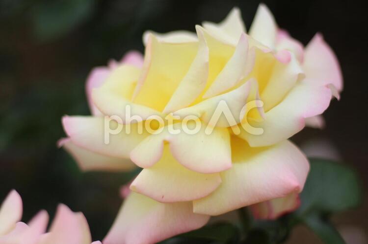 薔薇の花 薔薇,植物,花の写真素材