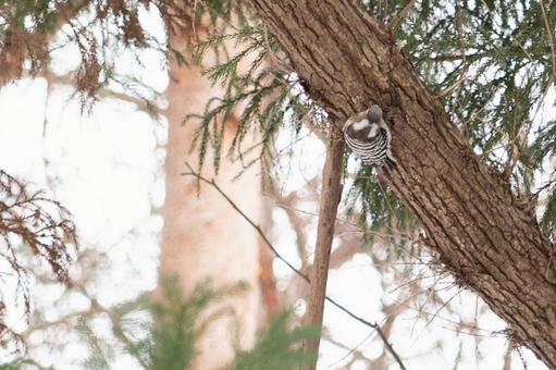 クマゲラ クマゲラ クマゲラ,野鳥,鳥の写真素材
