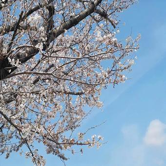 桜と青空5 桜と青空5の写真