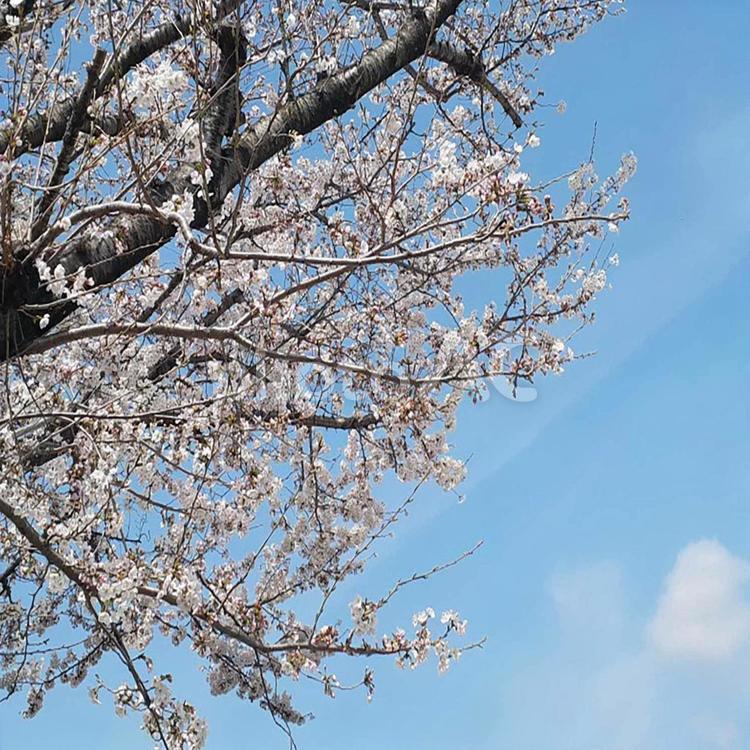 桜と青空５ 桜,空,青空の写真素材
