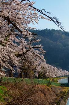 250426西大滝ダムの桜 250426西大滝ダムの桜の写真