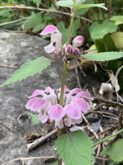 お花 お花の写真
