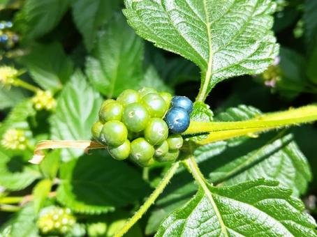 色鮮やかなランタナの実 色鮮やかなランタナの実 実,種,ランタナの写真素材