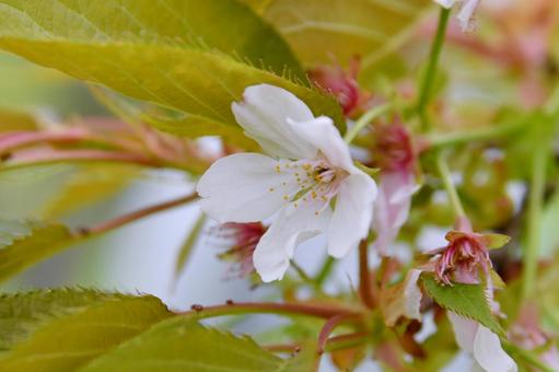 白いサトザクラ　駿河台匂の写真