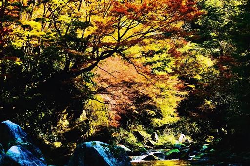 モミジの紅葉で覆われた上流の谷川 モミジの紅葉で覆われた上流の谷川の写真