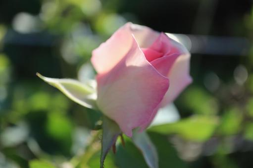 バラ園に咲く淡い色の薔薇を撮った写真です バラ園に咲く淡い色の薔薇を撮った写真ですの写真