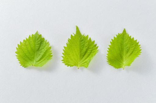 フレッシュな3枚の大葉/青じそのイメージ フレッシュな3枚の大葉/青じそのイメージの写真