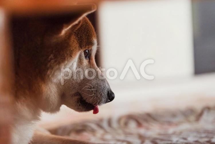 テーブルの下でくつろいで眠くなった柴犬 柴犬,しばいぬ,日本犬の写真素材