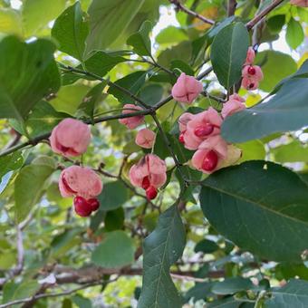 マユミ 真弓,果実,果皮の写真素材